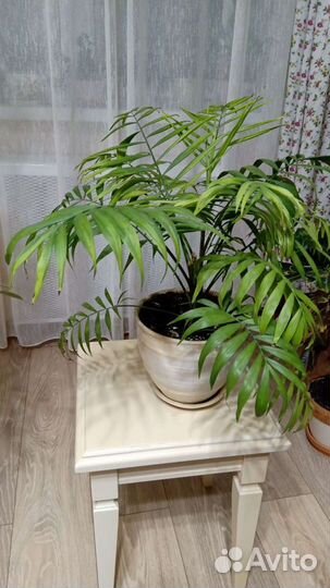 Комнатный цветок хамедория