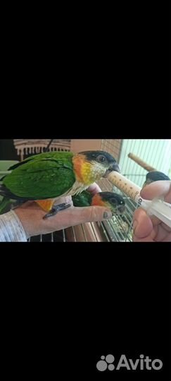 Попугай Клоун Каик птенцы