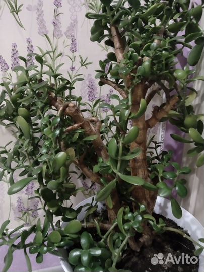 Продам Денежное дерево