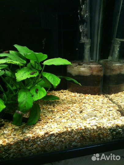 Сомики анциструсы (подростки и взрослые сомы)