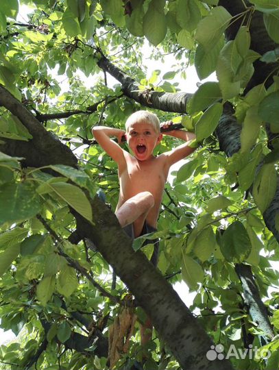 Обрезка садовых деревьев, от 0,3 до 1,5 тыс