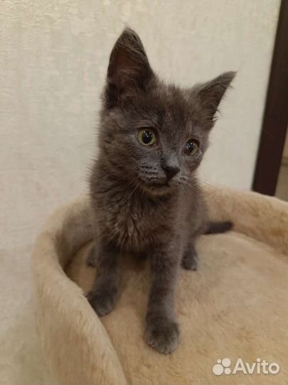 Котенок в дар