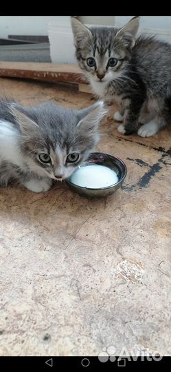 Котята ищут дом и заботливые руки