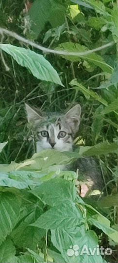 Кошки в добрые руки бесплатно