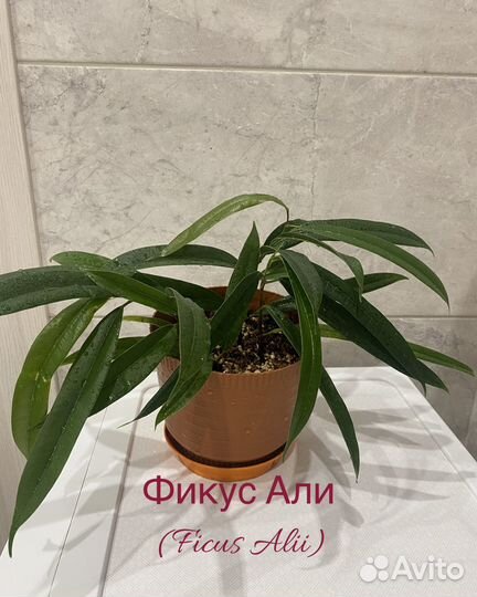 Фикус