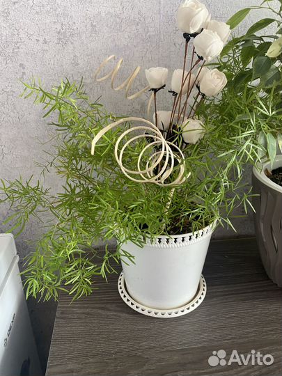 Комнатные цветы