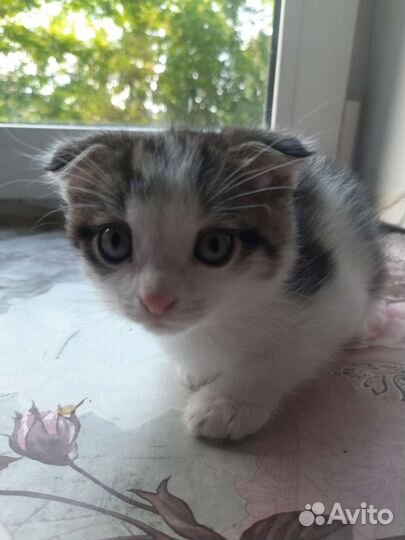 Котята в добрые руки сиамо-британские