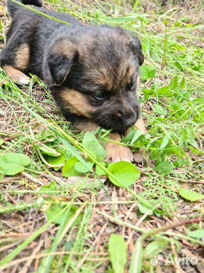 Щенок в добрые руки