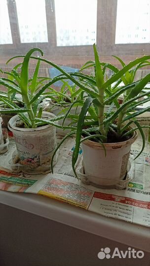 Алоэ лечебный