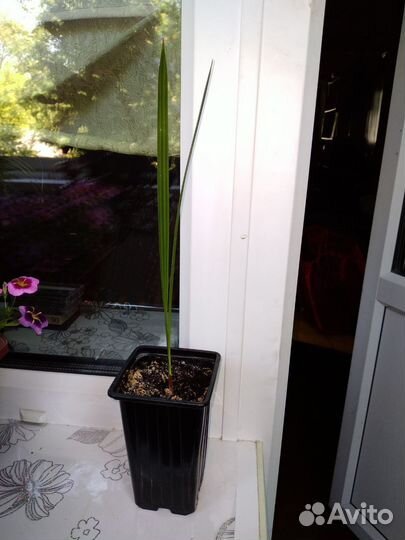 Комнатные растения