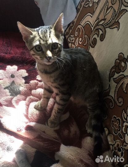 Бенгальские котята серебро и золото