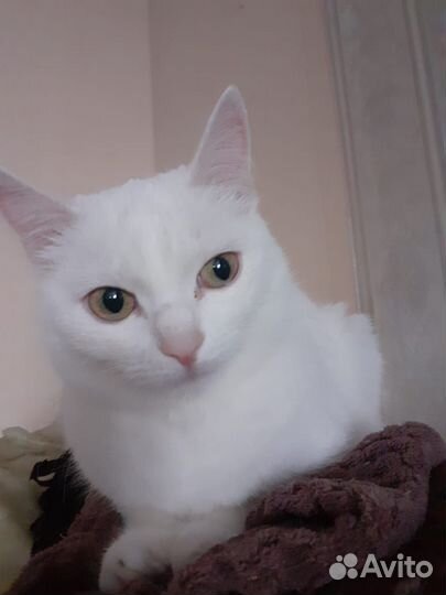 Отдам кошечек