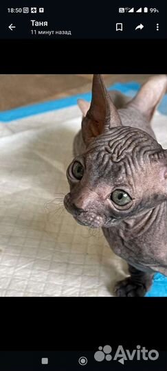 Кошки донской сфинкс