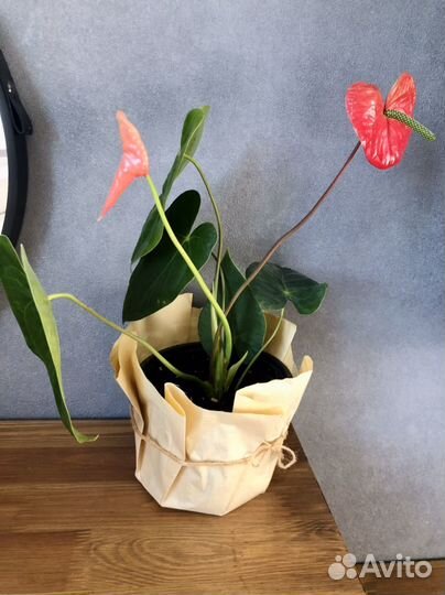 Антуриум Андре (Anthrium andraéanum)