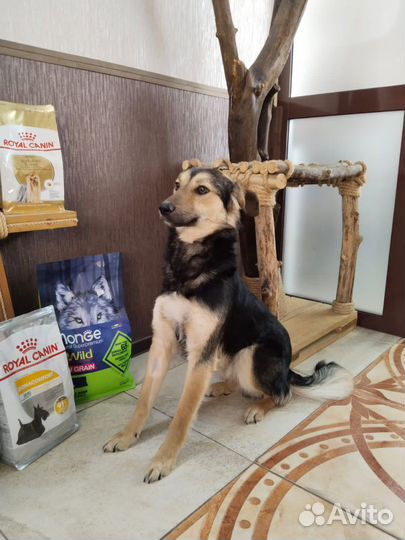 Собака в добрые руки