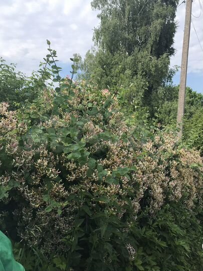 Участок 25 сот. (ИЖС)