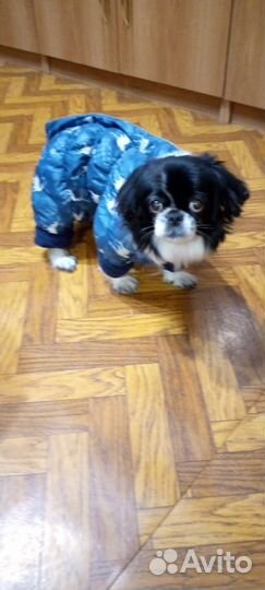 Комбинезон для собаки зимний