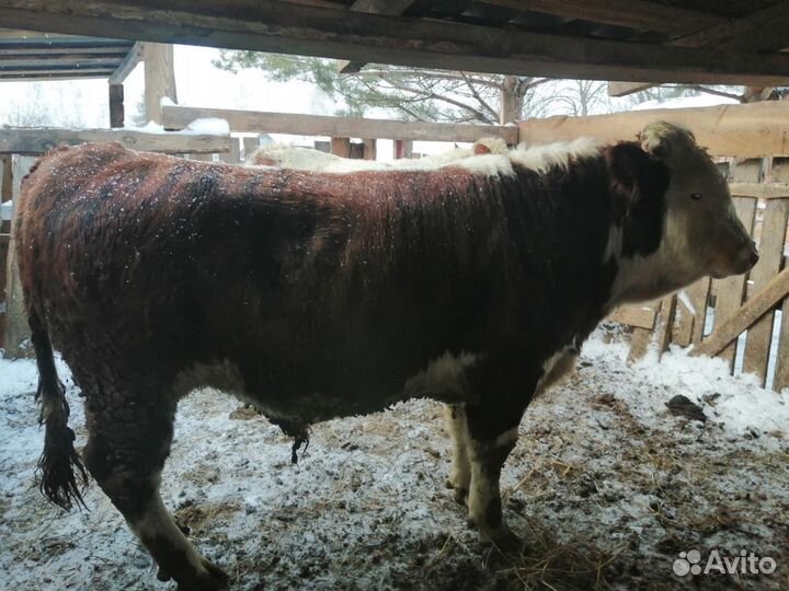 Быки герефорд на племя