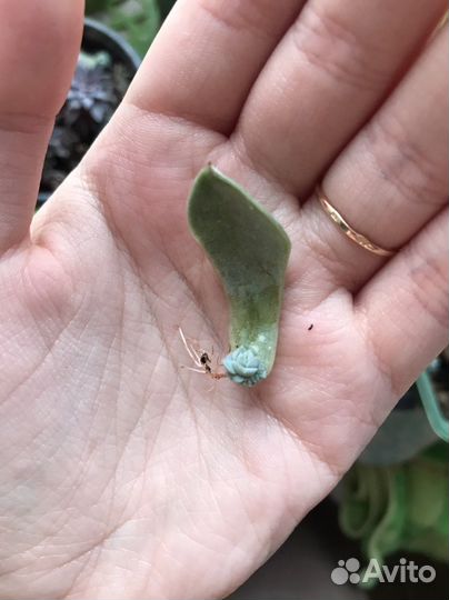 Суккуленты