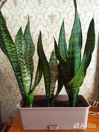 Сансевиерия