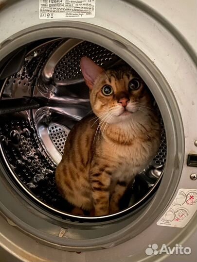 Бенгальский кот