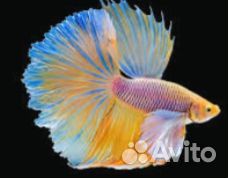 Рыба петушок