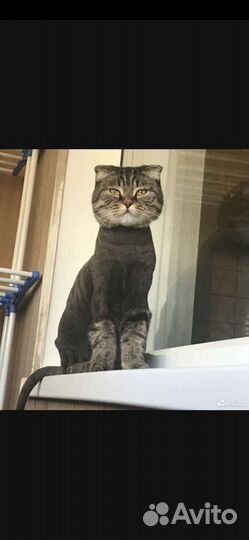 Кошки в добрые руки бесплатно