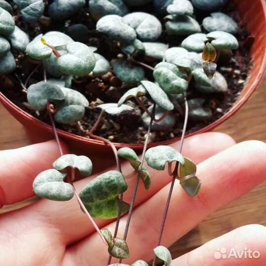 Церопегия вуда. Комнатное растение. Суккуленты