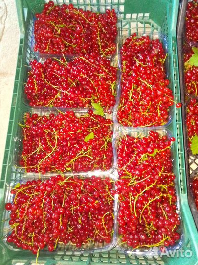 Красная смородина