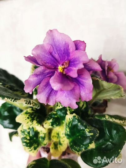 Фиалка химера