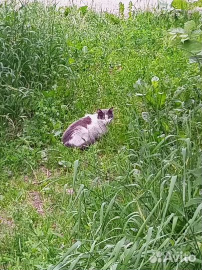 Бездомная Кошка с котятами