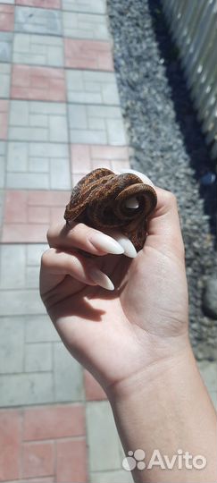 Змея узорчатый полоз