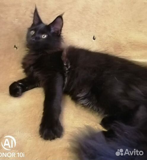 Котята мейн-кун