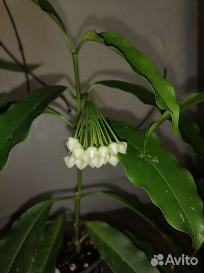 Хойя локки/ Hoya Lockii