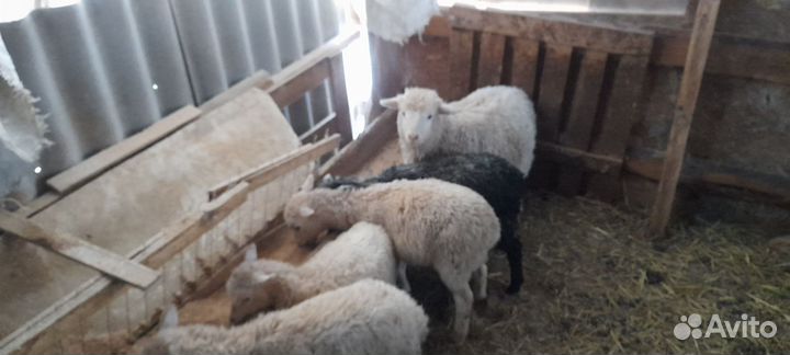 Беременные овцы