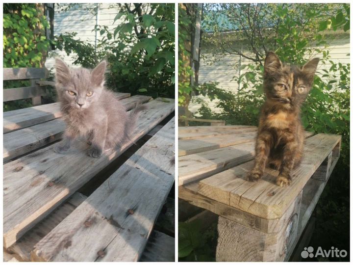 Котята в добрые руки