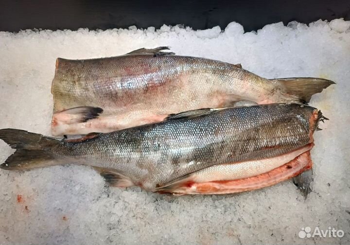 Рыба красная, речная, икра