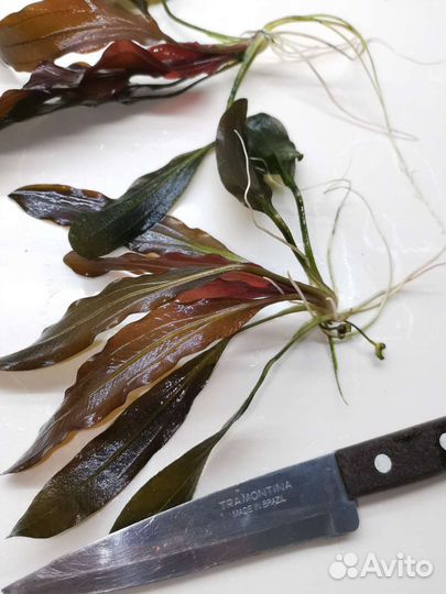 Эхинодорусы