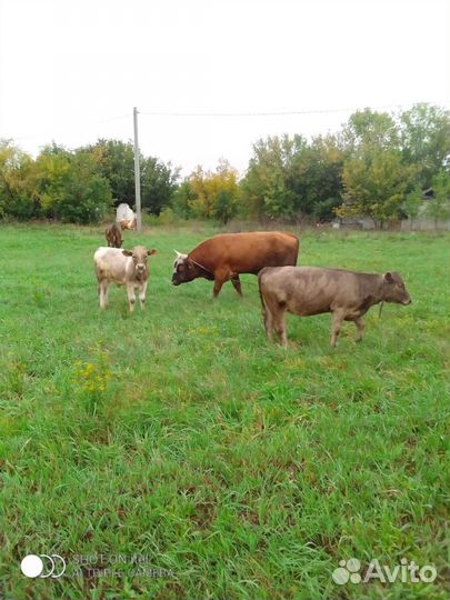 Продам быков