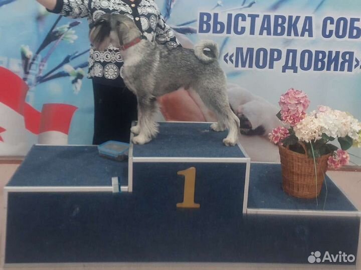 Миттельшнауцер