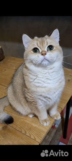 Молодая британская кошечка