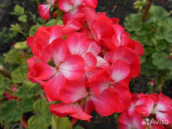 Пеларгония герань
