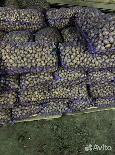 Продаётся картофель на корм скоту