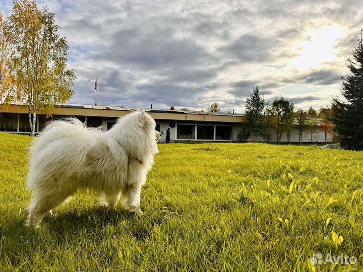 Самоед Вязка