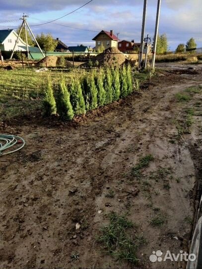 Туи для изгороди