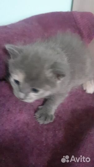 Шотландская