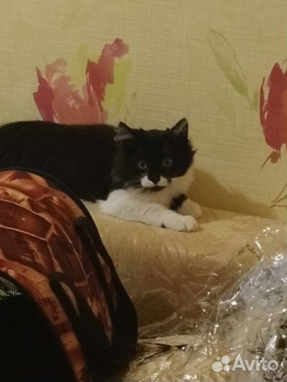 Кошка в дар