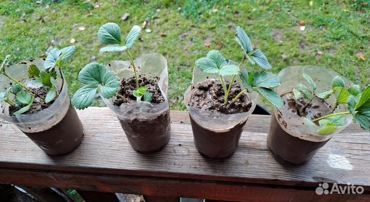 Рассада Виктории