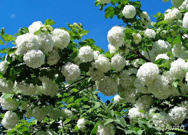 Калина Бульдонеж