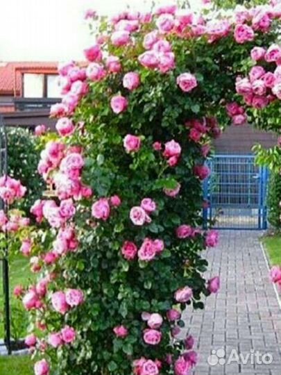Плетистые розы с зкс ещё флорибунда